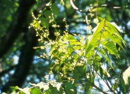 Allanto (Ailanthus altissima)