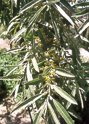 rbol del paraiso (Eleagnus angustifolia)