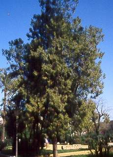 Tuya (Thuja orientalis)