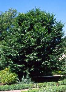 Carpe (Carpinus betulus)