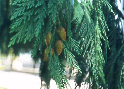 Cedro blanco de California (Calocedrus decurrens)