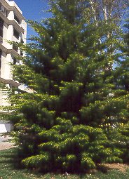 Ciprs de California (Cupressus macrocarpa)