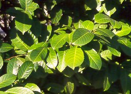 Lauroceraso (Prunus laurocerasus)