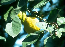 Limonero (Citrus limon)