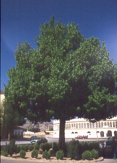 Olmo montano (Ulmus glabra)