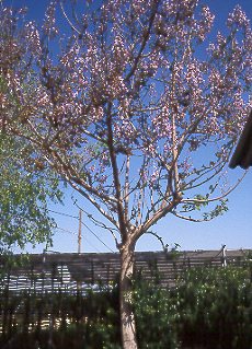 Paulonia (Paulownia Tomentosa)