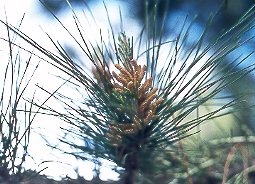 Pino Canario (Pinus canariensis)