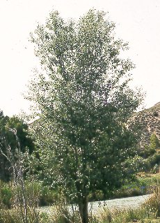 lamo blanco (Populus alba)