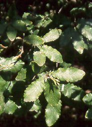 Quejigo (Quercus faginea)