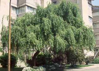 Sauce retorcido (Salix matsudana var. tortuosa)