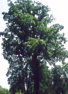 Tulipero de Virginia (Liriodendron tulipifera)