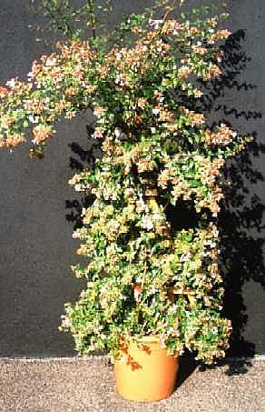 Abelia (Abelia floribunda)