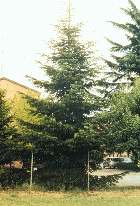 Abeto blanco (Abies alba)