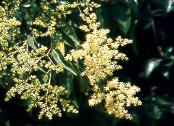 Aligustre (Ligustrum vulgare)