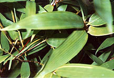 Bamb Japons (Phyllostachys aurea)