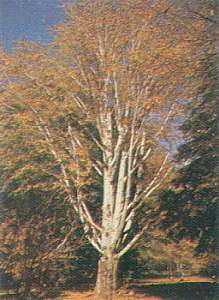 Chopo Boleana (Populus bolleana)