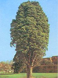 Ciprs de Lamberk (Cupressus macrocarpa var. lambertiana aurea)