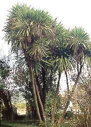 Cordiline (Cordyline australis)