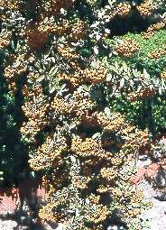 Espino de fuego (Pyracantha coccnea)