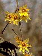 Macasar (Chimonanthus fragans)