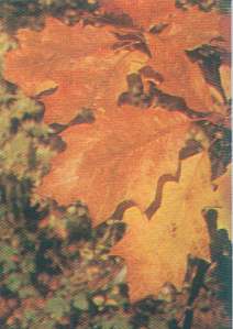 Roble americano (Quercus rubra)