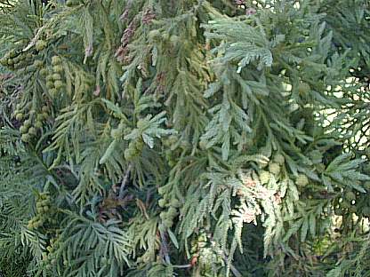 Secuoya siempreverde (Sequoia sempervirens)