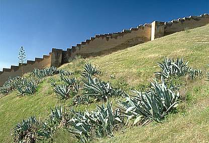 Muralla en el Cerro del Aceituno