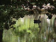 Cisne en el lago