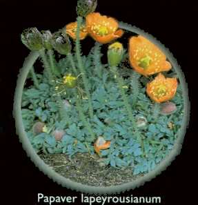Amapola de la Sierra (Papaver lapeyrousianum)