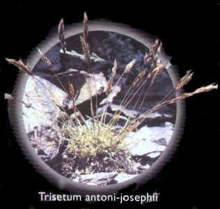 Trisetum antoni-josephii (Trisetum antoni-josephii)