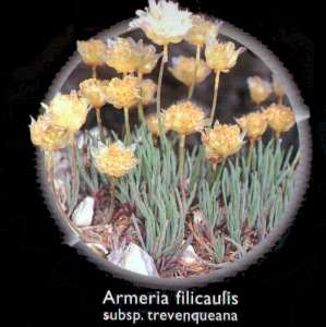 Armeria de tallo fino (Armeria filicaulis)