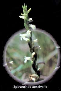 Spiranthes aestvalis (Spiranthes aestvalis)