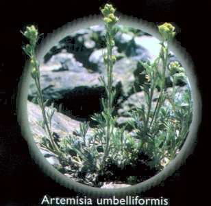 Artemisia umbelliformis (Artemisia umbelliformis)