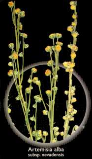Ajenjo (Artemisia albasubsp. nevadensis)
