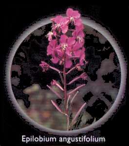 Laurel de San Antonio (Epilobium angustifolium)