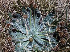 Estrella de las nieves (Plantago nivalis )