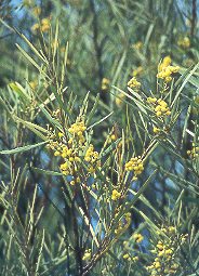 Acacia (Acacia retinodes)
