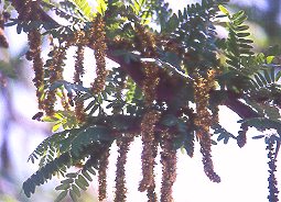 Acacia de tres espinas (Gleditsia triacanthos)
