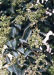 Aligustre arbreo (Ligustrum lucidum)