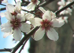 Almendro (Prunus dulcis)