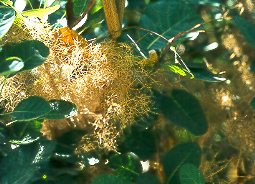 rbol de las pelucas (Cotinus coggygria)