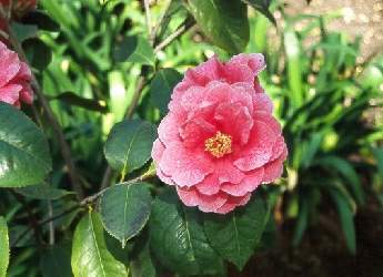 Camelia (Camelia japnica)