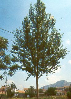 Chopo simoni (Populus simonii)