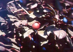 Ciruelo rojo (Prunus cerasifera var. pissardii)