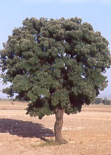 Encina (Quercus rotundifolia)