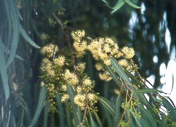 Eucalipto (Eucaliptus camaldulensis)