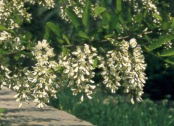 Falsa acacia (Robinia pseudoacacia)