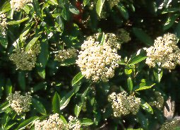 Fotinia (Photinia serrulata)