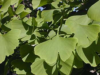 Ginkgo (Ginkgo biloba)