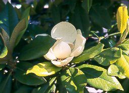 Magnolio (Magnolia grandiflora)